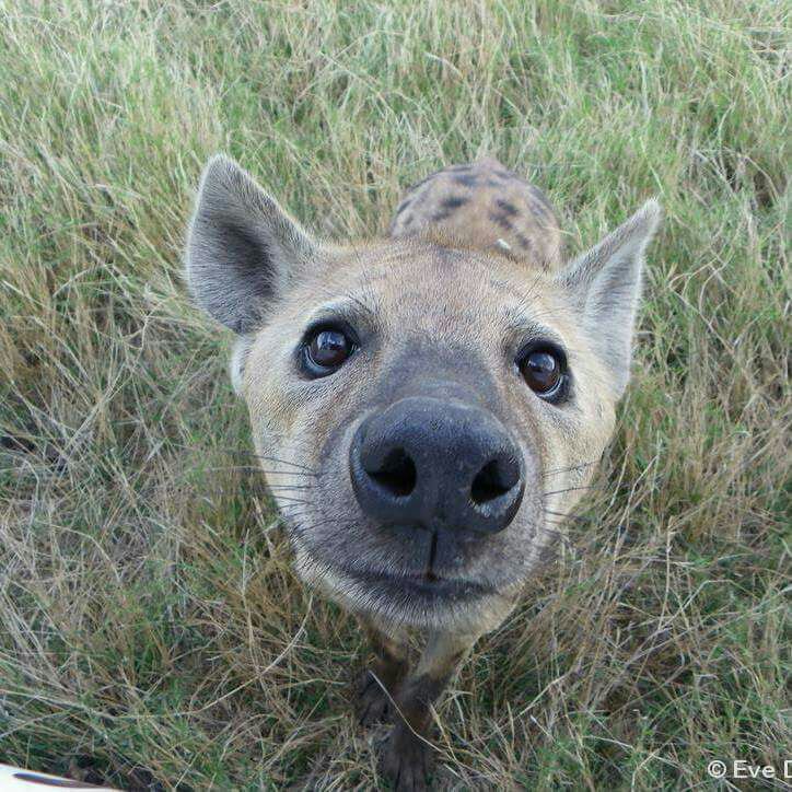 Curious Hyena